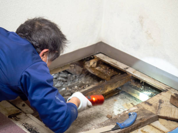 Certified Mold Removal in Clarksville, TN