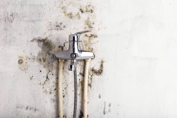 Reliable Clarksville, TN Mold Removal Solutions