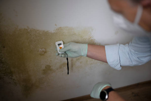 Best Attic Mold Removal  in Clarksville, TN