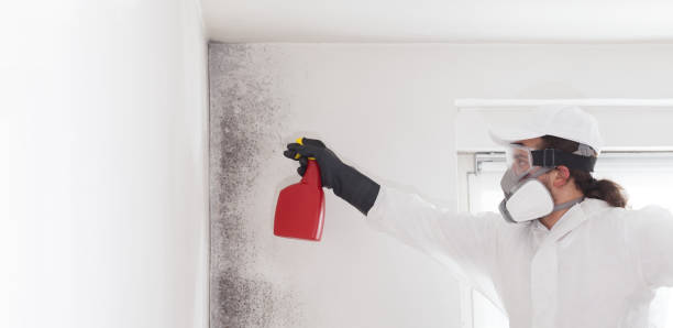 Best Commercial Mold Removal  in Clarksville, TN
