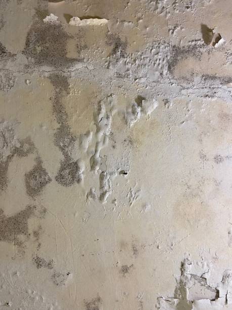 Best Fast Mold Removal  in Clarksville, TN