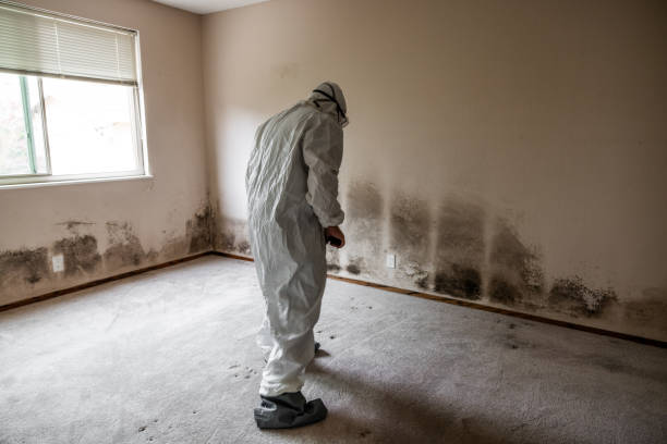 Best Home Mold Removal  in Clarksville, TN
