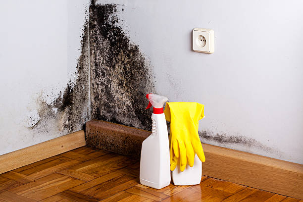 Best Residential Mold Removal  in Clarksville, TN
