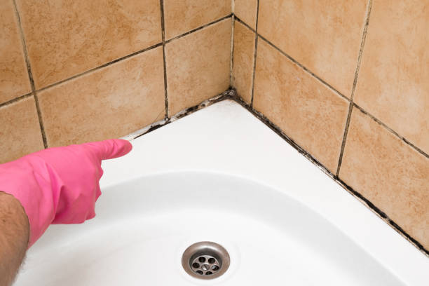 Best Crawl Space Mold Removal  in Clarksville, TN