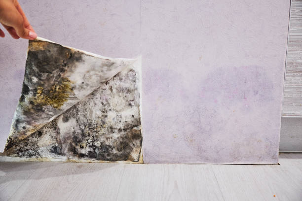 Best Mold Removal Company Near Me  in Clarksville, TN